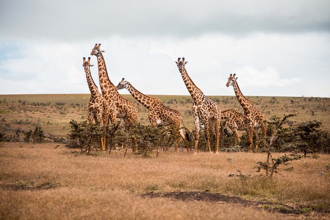 12 Days Best Of Kenya and Tanzania Safari - Luxury - Why this route works for a first East Africa safari