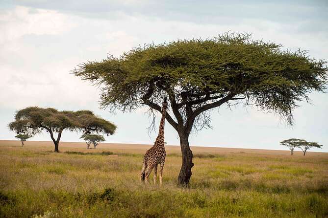 12 Days Best Of Kenya and Tanzania Safari - Luxury - Days 3 to 5: Three valuable nights in the Maasai Mara