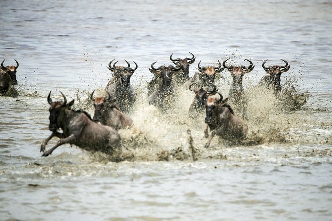 12 Days Best Of Kenya and Tanzania Safari - Luxury - Day 9: Down into Ngorongoro Crater