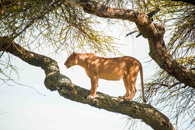 12 Days Best Of Kenya and Tanzania Safari - Luxury - Day 10: Returning to Kenya through Namanga