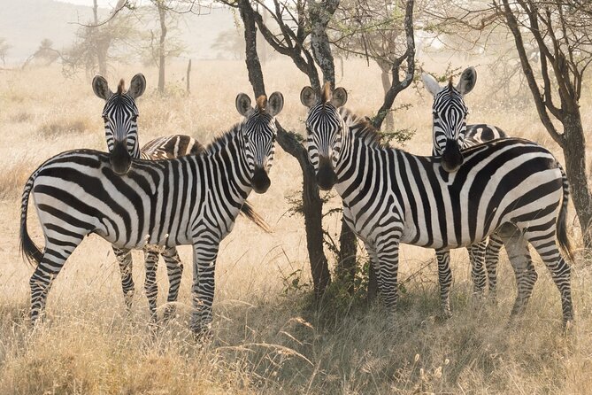 12 days Luxury Tanzania Honeymoon Safari and Zanzibar - Day 6: Ngorongoro Crater and concentrated game viewing