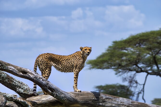 12 days Luxury Tanzania Honeymoon Safari and Zanzibar - Day 7: Flying from safari country to Stone Town