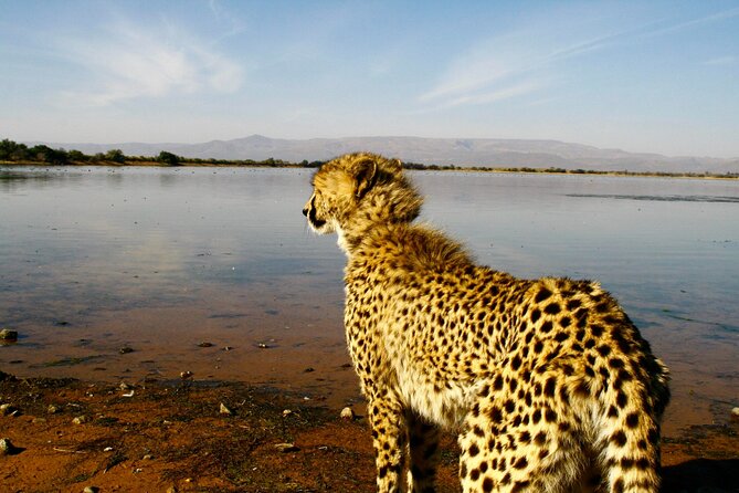 2 Day Inverdoorn Luxury Safari - Key things to know before booking