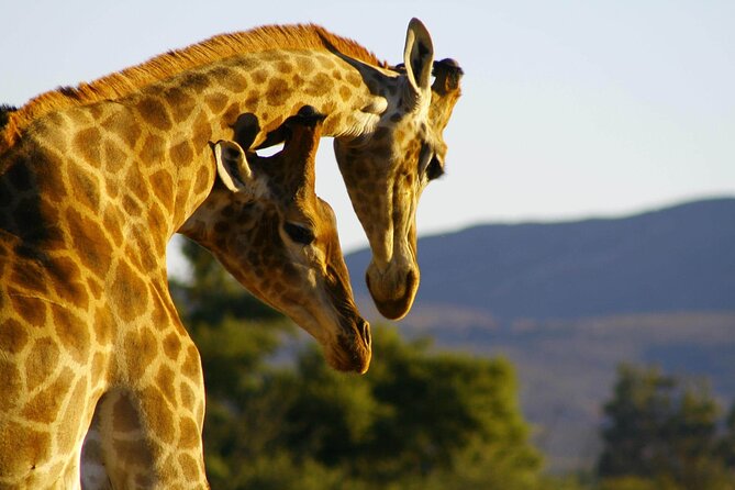 2 Day Inverdoorn Luxury Safari - Who will enjoy this safari most