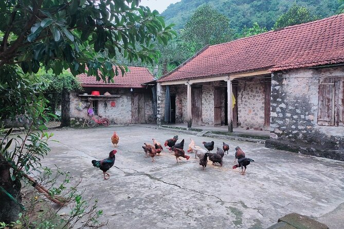 2 Days 1 Night Luxury Ninh Binh Private Tour from Hanoi - Day Two Begins at the Van Lam Market