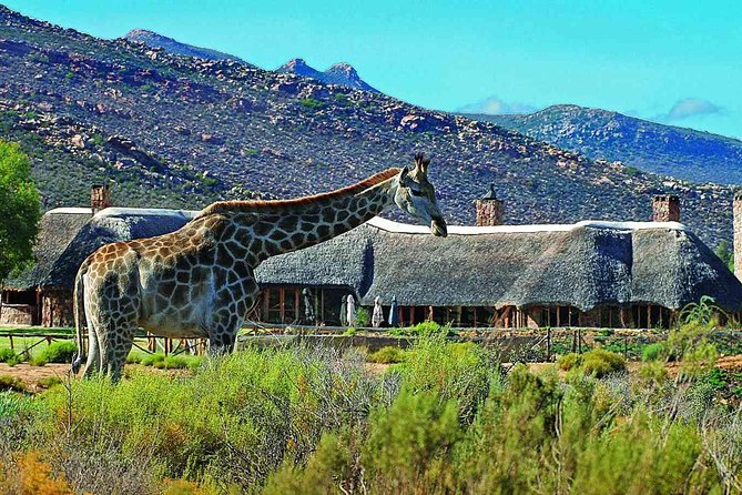 3 Day Luxury Aquila Private Game Reserve - Key points before you book