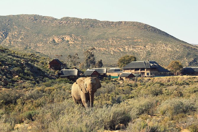 3 Day Luxury Aquila Private Game Reserve - Day one: Cape Town pickup, lunch, and your first drive
