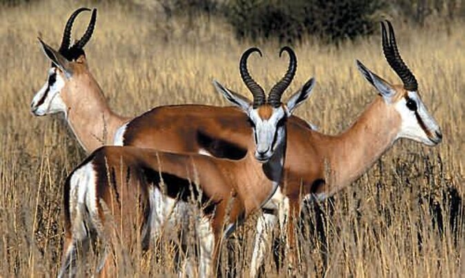 3 Day Luxury Aquila Private Game Reserve - Is $1,746.47 per person good value?