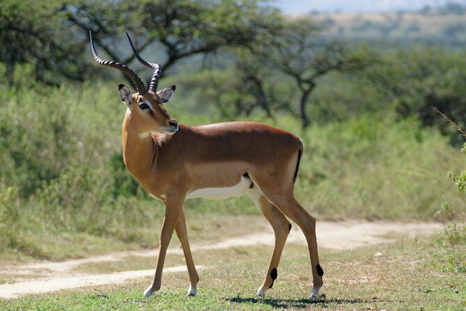 3-Day Luxury Safari Private Tour Tarangire and Ngorongoro - Why this short safari works
