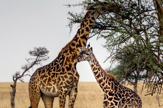 3-Day Luxury Safari Private Tour Tarangire and Ngorongoro - Day 2: Baobabs and elephants in Tarangire