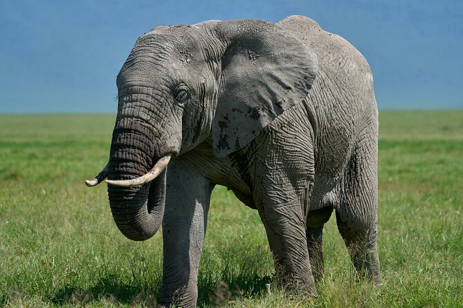 3-Day Luxury Safari Private Tour Tarangire and Ngorongoro - Day 1: A useful night in Arusha