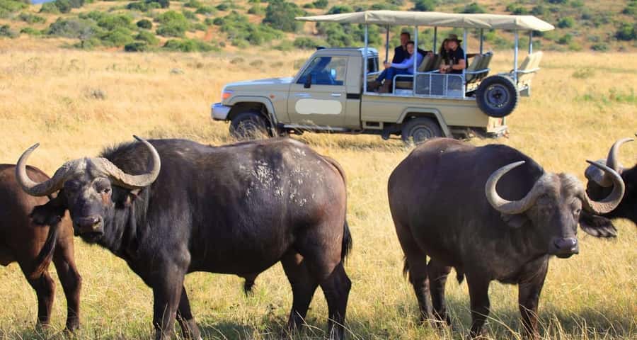 3-Day Maasai Mara Joining Safari at Enkorok Luxury Camp - Who will get the most from this safari