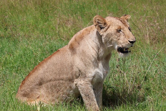 3 Day Private Tour in Maasai Mara with Lodge Luxury with Jeep - Leaving Nairobi for the Great Rift Valley