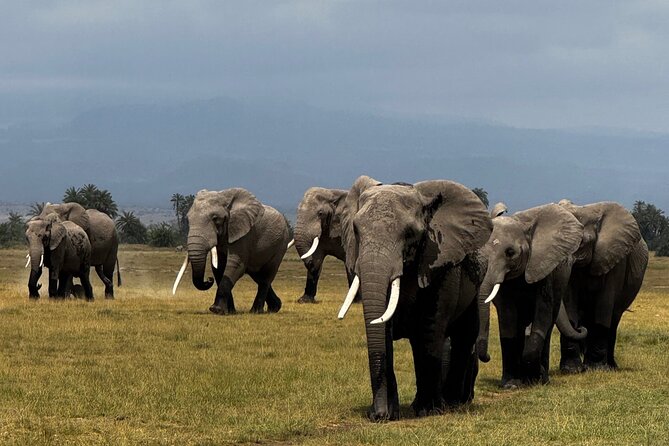 3 Day Private Tour in Maasai Mara with Lodge Luxury with Jeep - Jambo Mara Safari Lodge and the Comfort Level