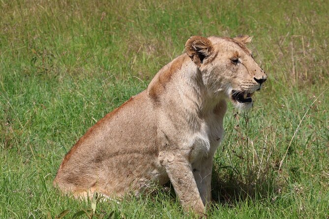 3 Day Private Tour in Maasai Mara with Lodge Luxury with Jeep - Who Will Get the Most From This Safari?