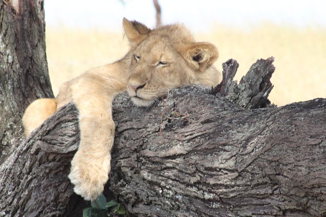 3 Days Luxury Safari - Day 1: Materuni village below Mount Kilimanjaro