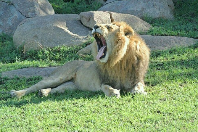 3 Days Luxury Safari - Day 2: Tarangire’s elephants and baobabs