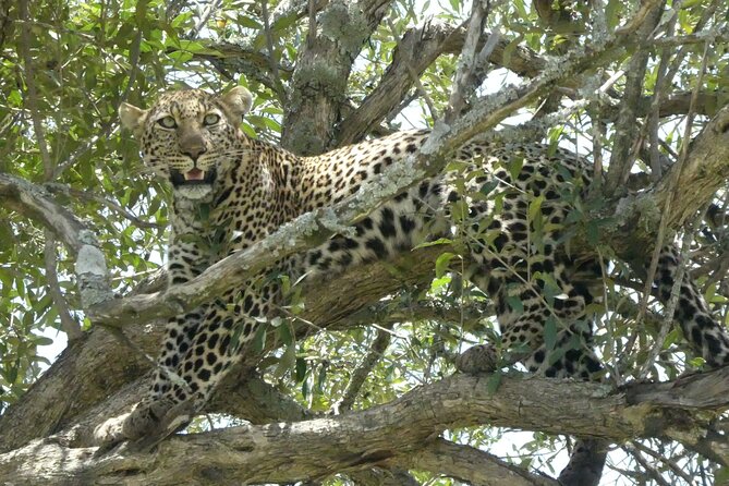 3 Days Masai Mara Luxury Safari - Why three days can work for the Masai Mara