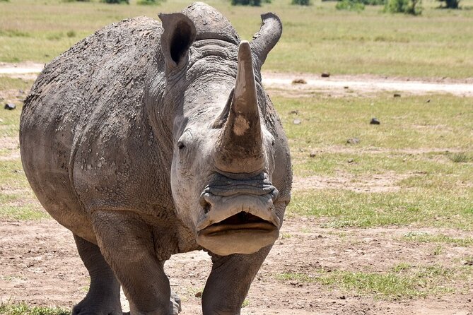 3 Days Masai Mara Luxury Safari - Day 2: The full-day safari and Mara River stop