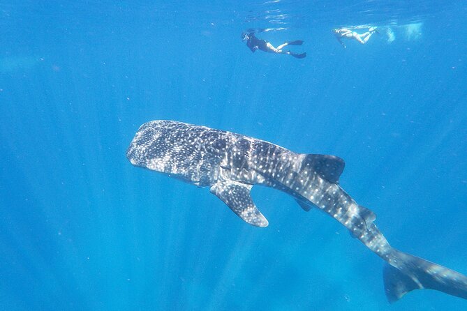 3-Hour Luxury Private Custom Charter - Snorkeling with personal help in the water