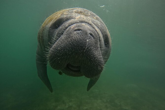 3 Hour Small Group Manatee Swim Heated Boats Free Photos All Inc - Meeting the manatees at Crystal River