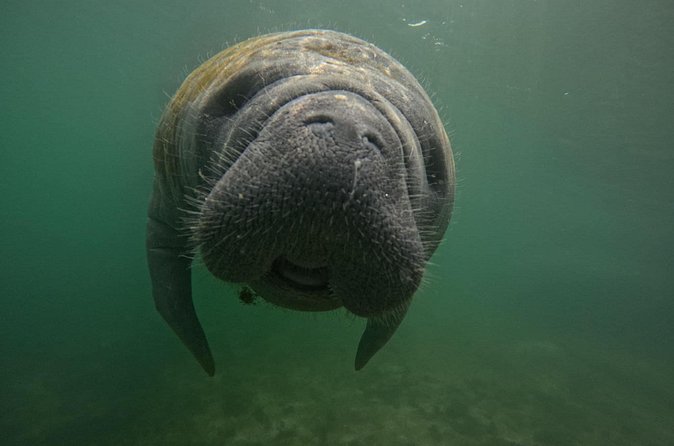 3 Hour Small Group Manatee Swim Heated Boats Free Photos All Inc - What your time in the water may feel like