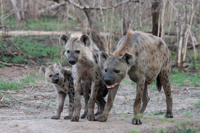 4 Day Tanzania Luxury Safari - Day 1: Lake Manyara’s compact wildlife world