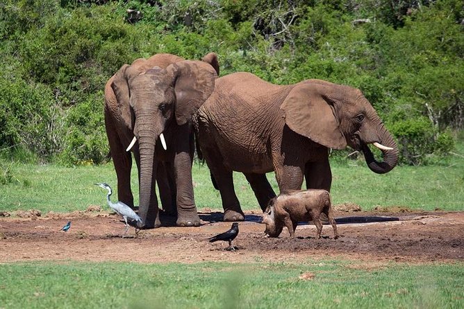 4 Day Tanzania Luxury Safari - What the luxury package really includes