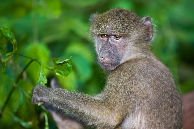 4 Day Tanzania Luxury Safari - The guide and vehicle can make or break the safari