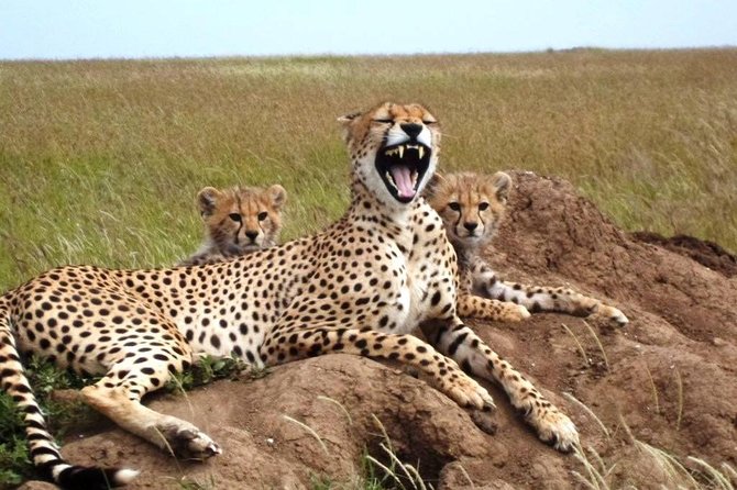 4 Day Tanzania Luxury Safari - Who will enjoy this four-day safari?