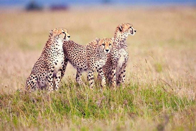 4 Day Tanzania Luxury Safari - Day 2: From the Ngorongoro highlands to Seronera