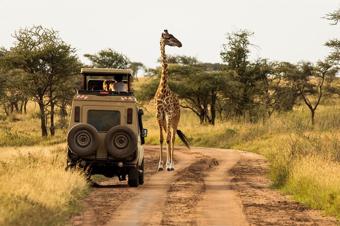 4 days Awesome Luxury safari Tarangire Serengeti & Ngorongoro - Day one: Tarangire elephants and baobabs