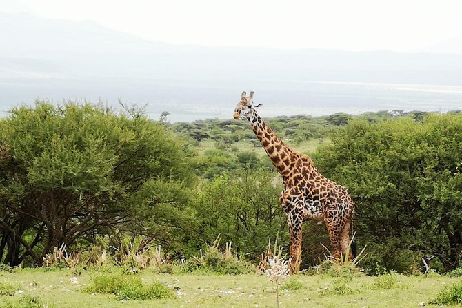 4 days Awesome Luxury safari Tarangire Serengeti & Ngorongoro - Day four: descending into Ngorongoro Crater