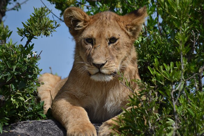 4 days Awesome Luxury safari Tarangire Serengeti & Ngorongoro - Who should book this safari?