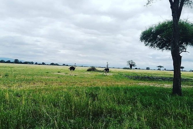 4 Days Luxury Lodge Safari Tour Tanzania - Why this route works in only four days