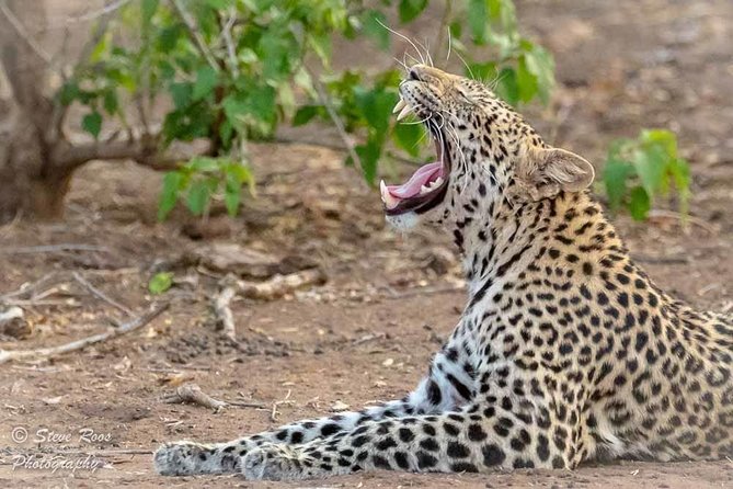 4 Days Luxury Lodge Safari Tour Tanzania - Day one: Tarangire’s elephant country
