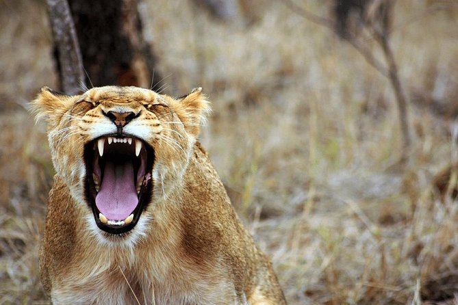 4 Days Luxury Lodge Safari Tour Tanzania - Accommodation: luxury in the details