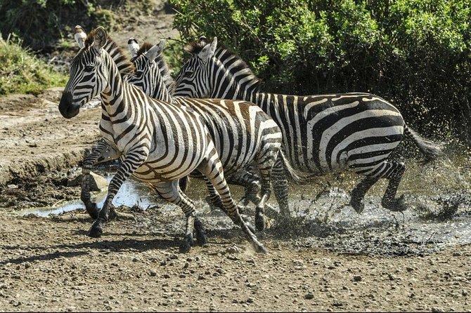4 Days Luxury Lodge Safari Tour Tanzania - Day three: sunrise in the Serengeti