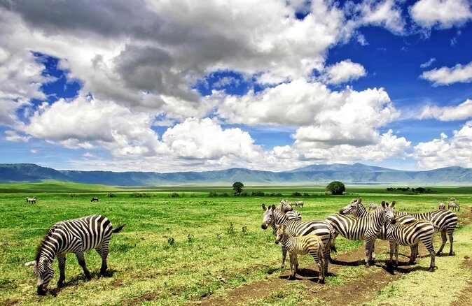 4 days luxury safari (a dream experience) - What makes this safari special