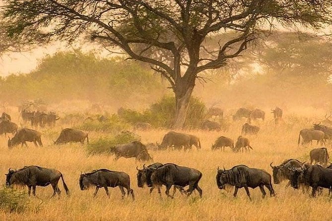 4 days luxury safari (a dream experience) - Day 4: Searching for rhinos in Ngorongoro Crater