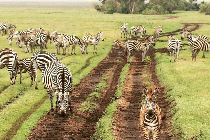 4 days luxury safari (a dream experience) - What $4,500 per person buys you