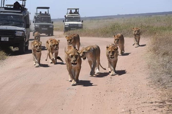 4 days luxury safari (a dream experience) - Day 2: A full Serengeti wildlife day