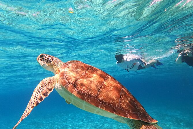 4 Hour Cozumel Turtle Sanctuary Experience on a Luxury Catamarán - The Ride Back and the Sunset Question