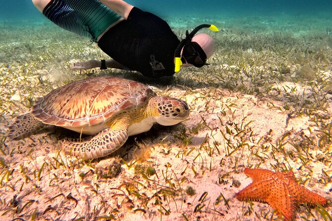 4 Hour Cozumel Turtle Sanctuary Experience on a Luxury Catamarán - The Reef Stops: Good Variety, Limited Time