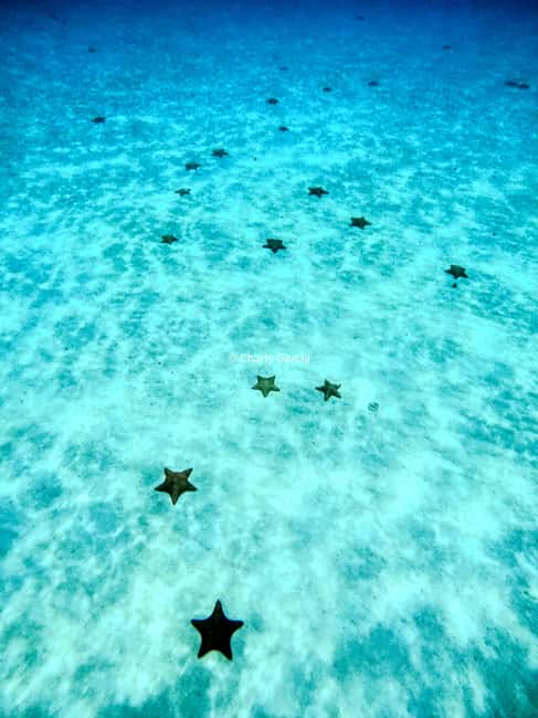 4 Hour Turtle Sanctuary Experience on a Luxury Catamarán - Practical packing advice for this Cozumel boat trip
