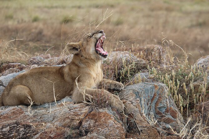 5 Days Best of Tanzania Luxury Safari Northern Circuit - Guides, vehicles, and the private format