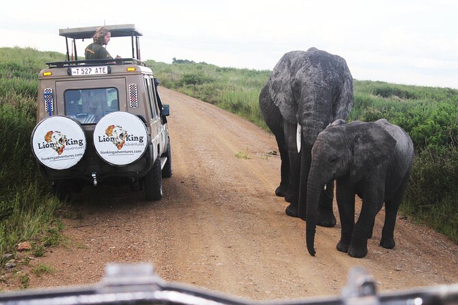 5 Days Best of Tanzania Luxury Safari Northern Circuit - Food, timing, and practical comfort
