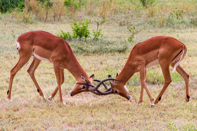 5 Days Lodge Luxury: A Taste of Tanzania Safari - What this five-day safari is really like