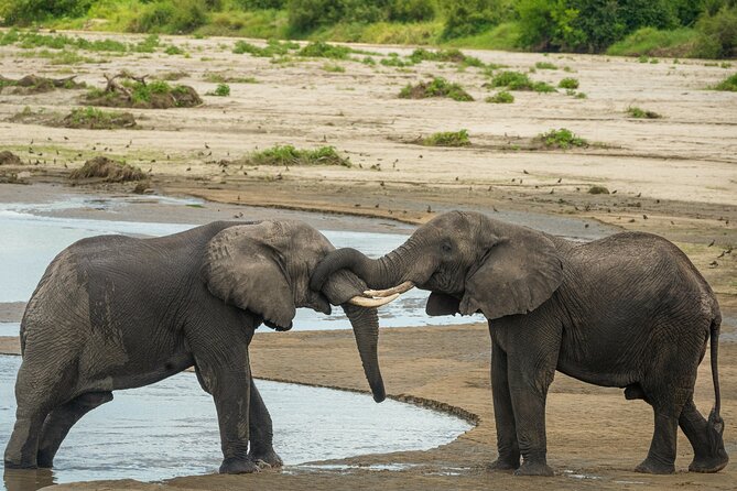 5 Days Lodge Luxury: A Taste of Tanzania Safari - Day 3: A full day inside Ngorongoro Crater
