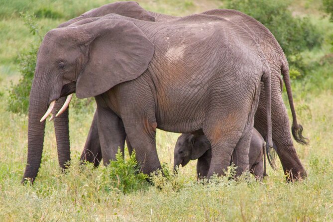 5 Days Lodge Luxury: A Taste of Tanzania Safari - Day 4: Lake Manyara and the famous tree-climbing lions